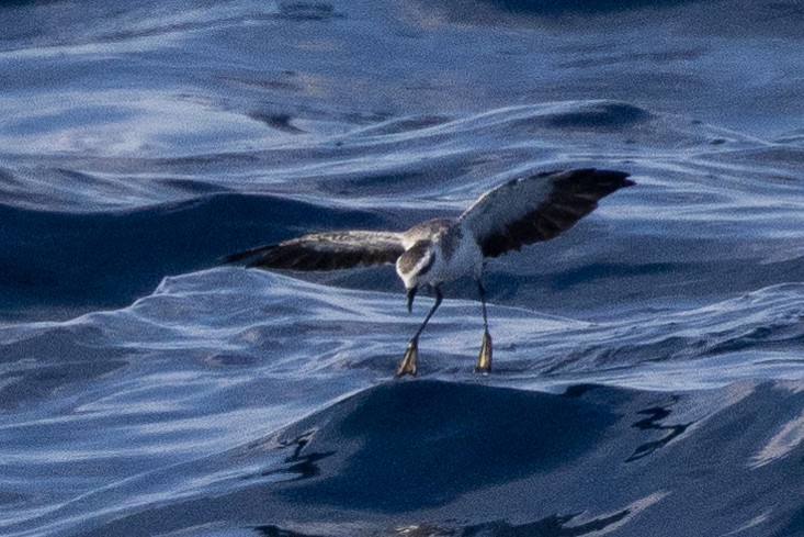White-faced Storm-Petrel - ML642346318