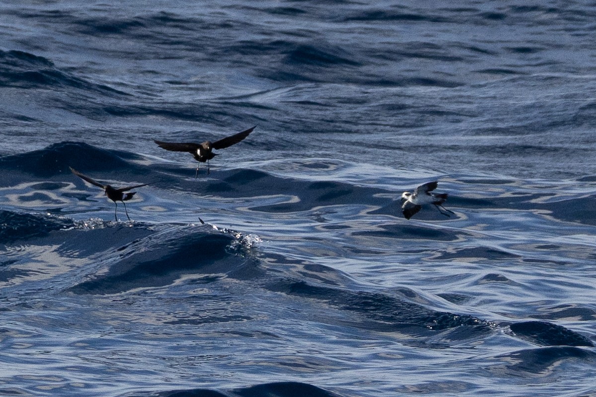 White-faced Storm-Petrel - ML642346319