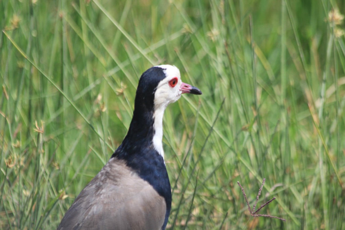 Long-toed Lapwing - ML642346323