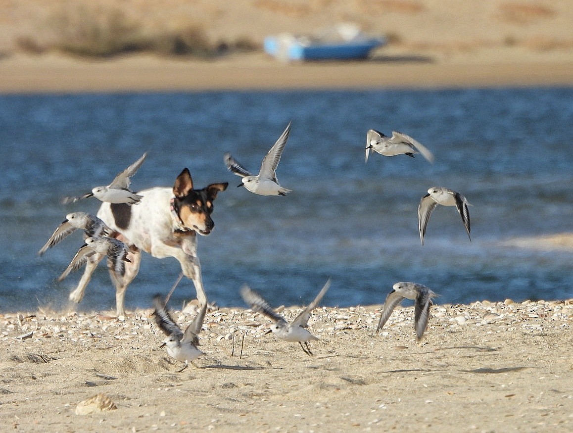 Sanderling - ML642346341