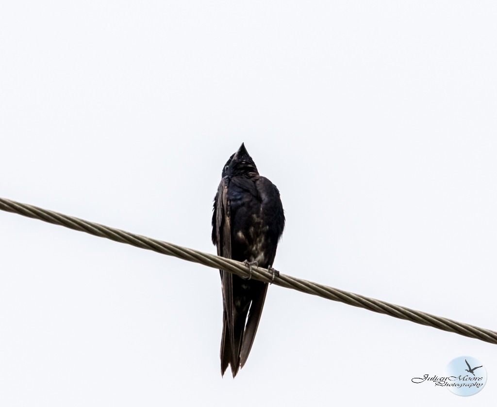 Cuban Martin - ML642346344