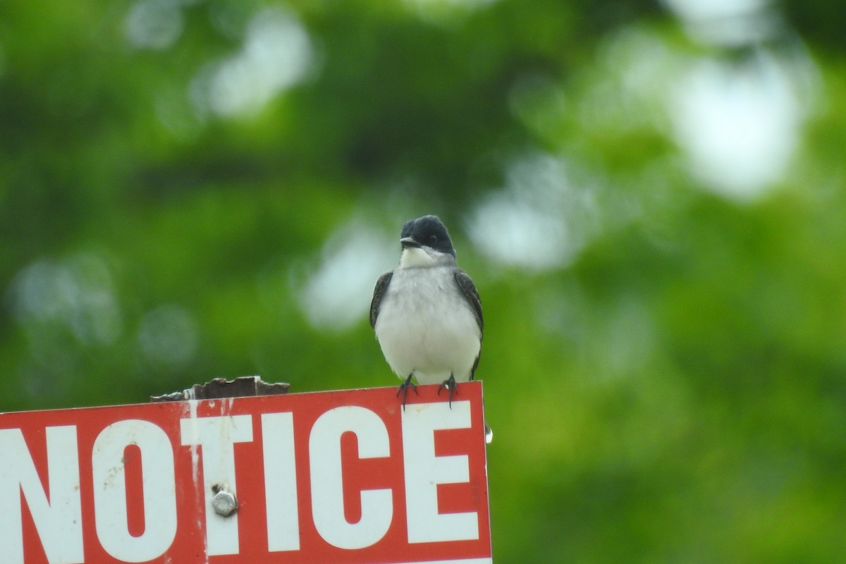 Eastern Kingbird - ML642346350