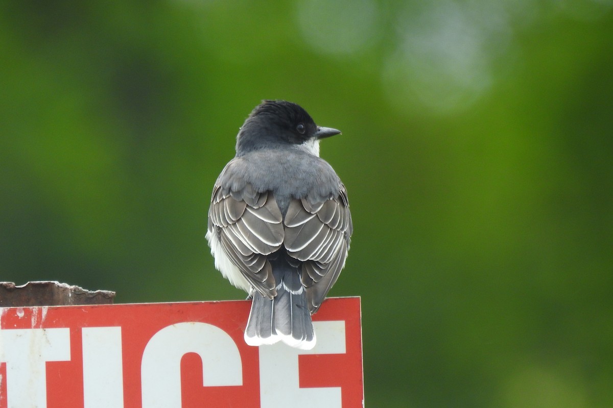 Eastern Kingbird - ML642346351