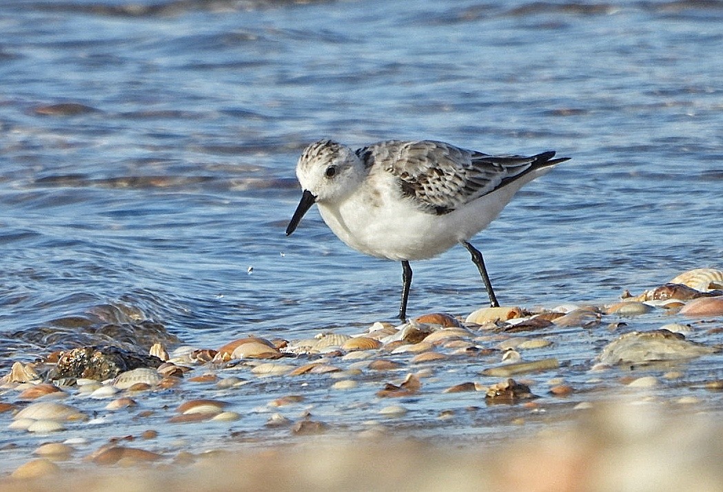 Sanderling - ML642346360