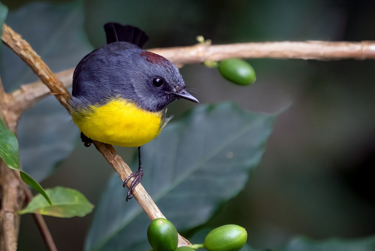 Slate-throated Redstart - ML642346362
