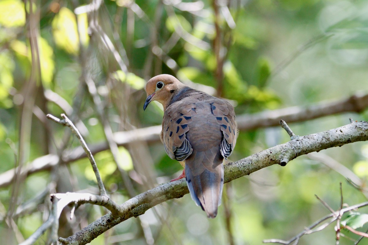Mourning Dove - ML642346364