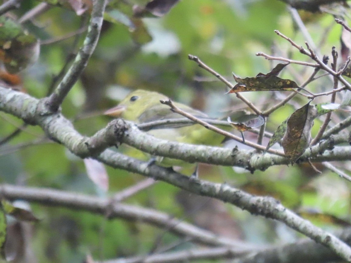 Scarlet Tanager - ML642346381