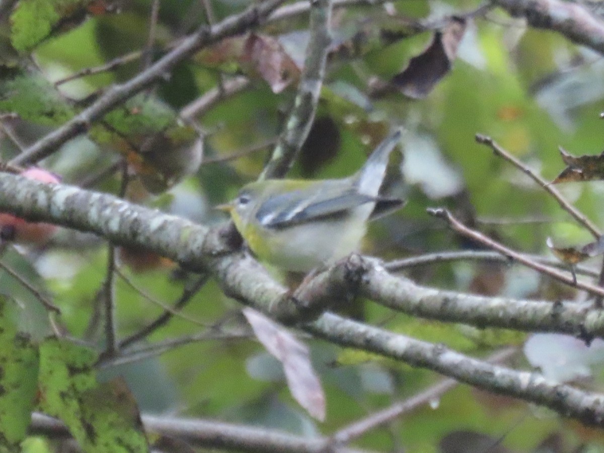 Northern Parula - ML642346386
