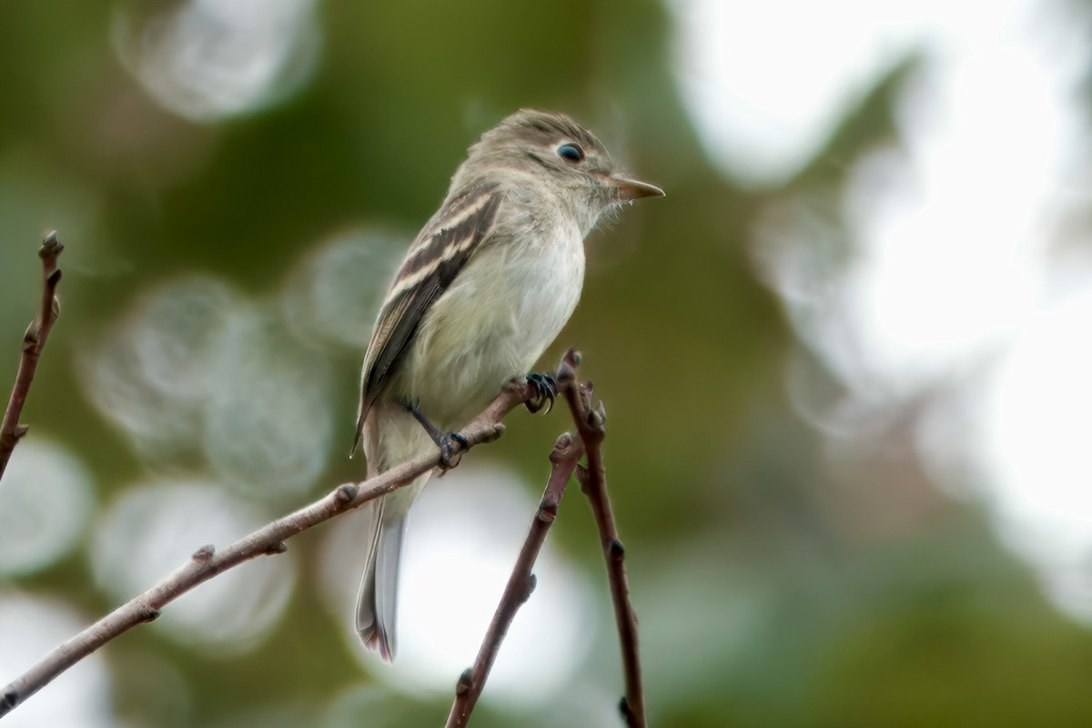 Least Flycatcher - ML642346412