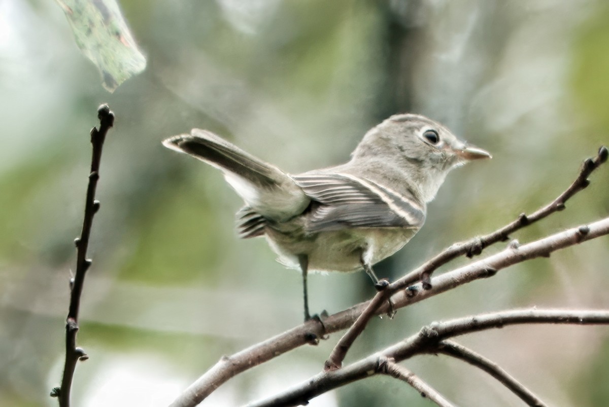 Least Flycatcher - ML642346413