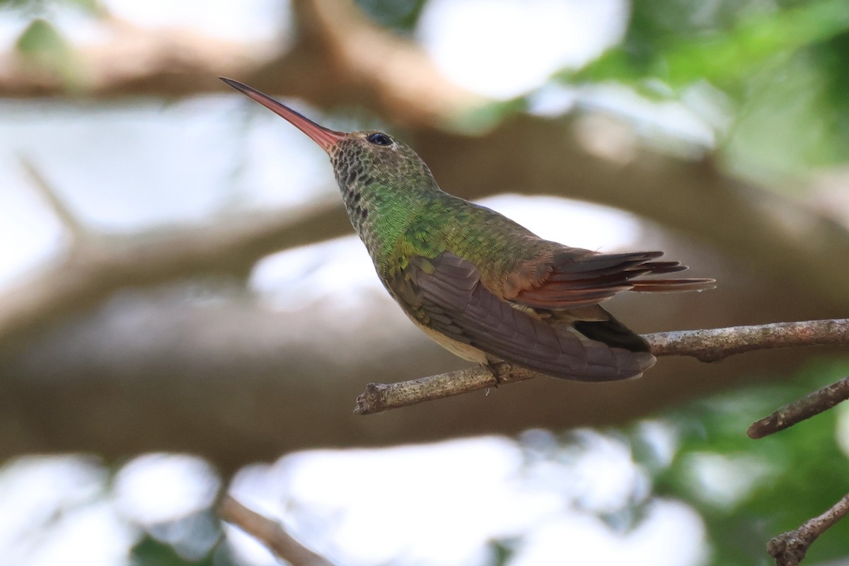 Buff-bellied Hummingbird (Northern) - ML642346419