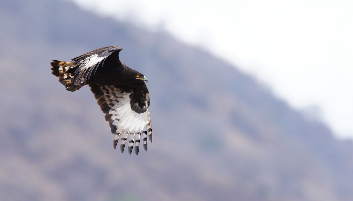 Long-crested Eagle - ML642346427