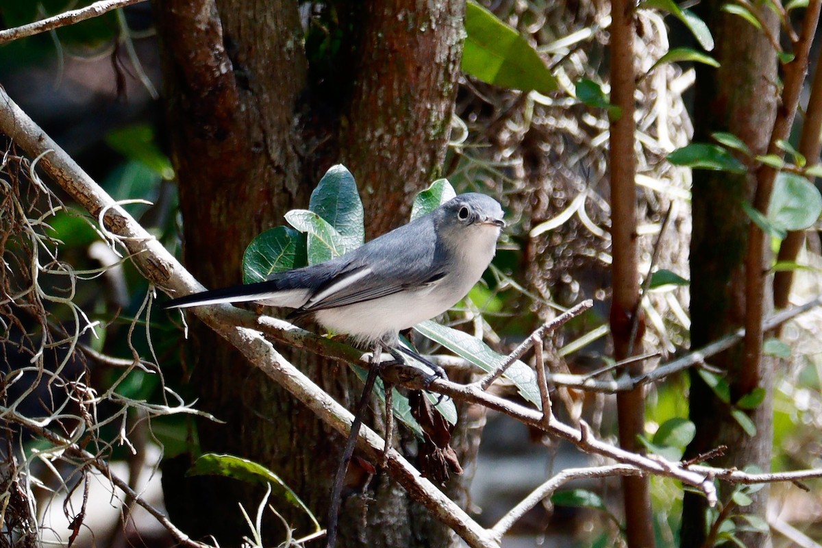 Blue-gray Gnatcatcher - ML642346460