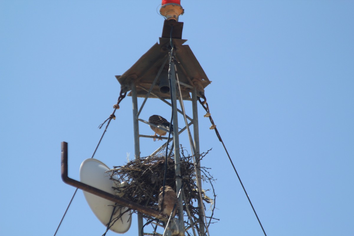 Greater Kestrel - ML642346477
