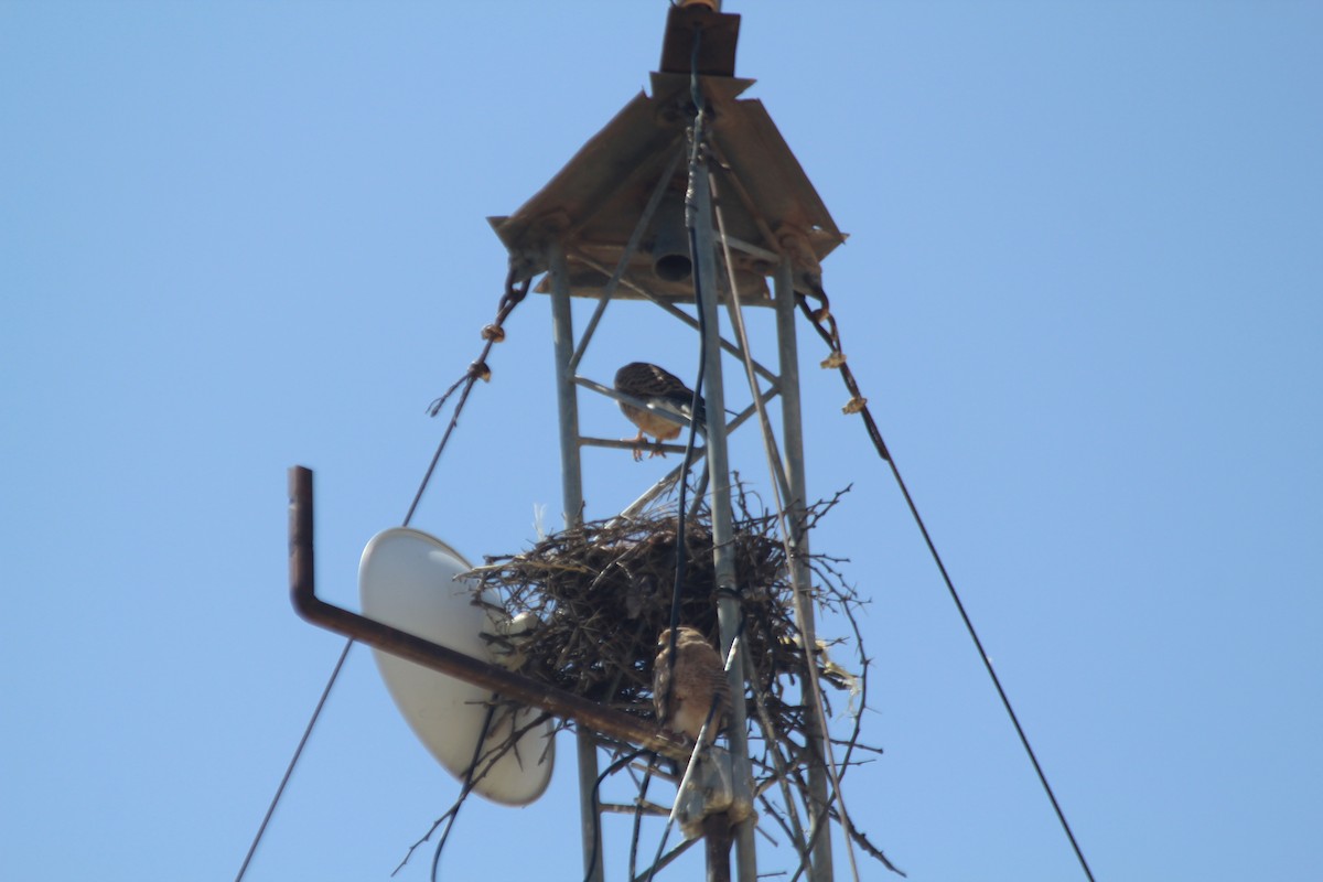 Greater Kestrel - ML642346478