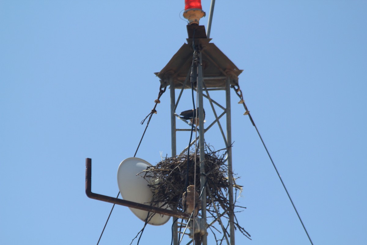 Greater Kestrel - ML642346479