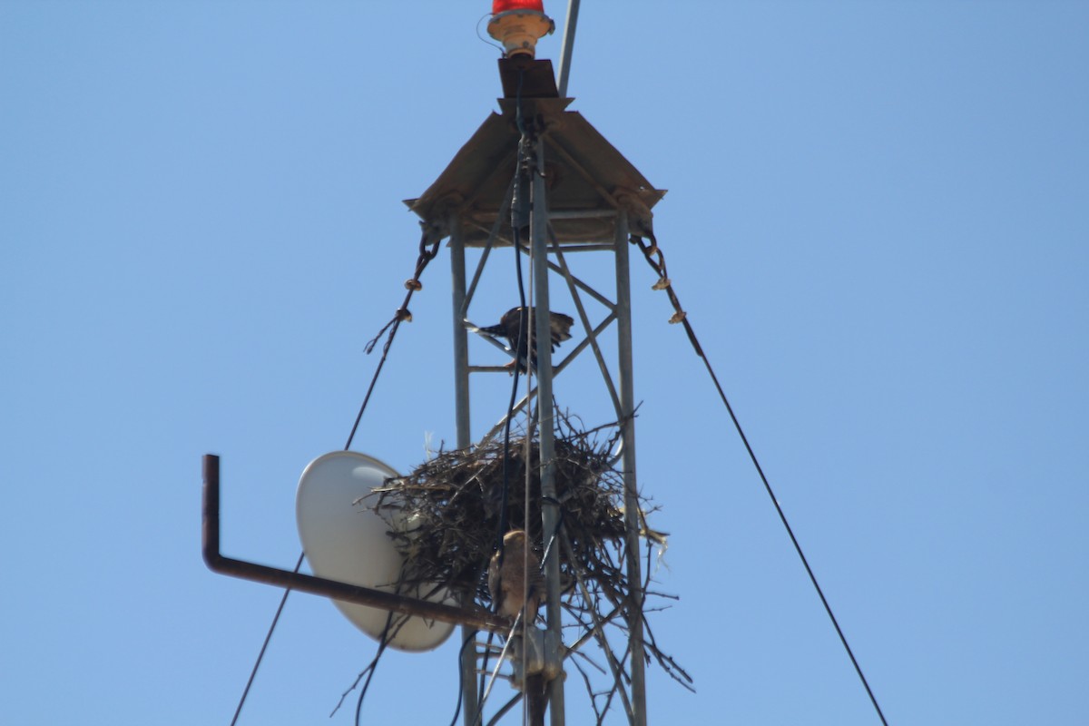 Greater Kestrel - ML642346480