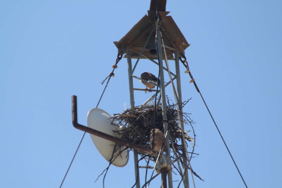 Greater Kestrel - ML642346481