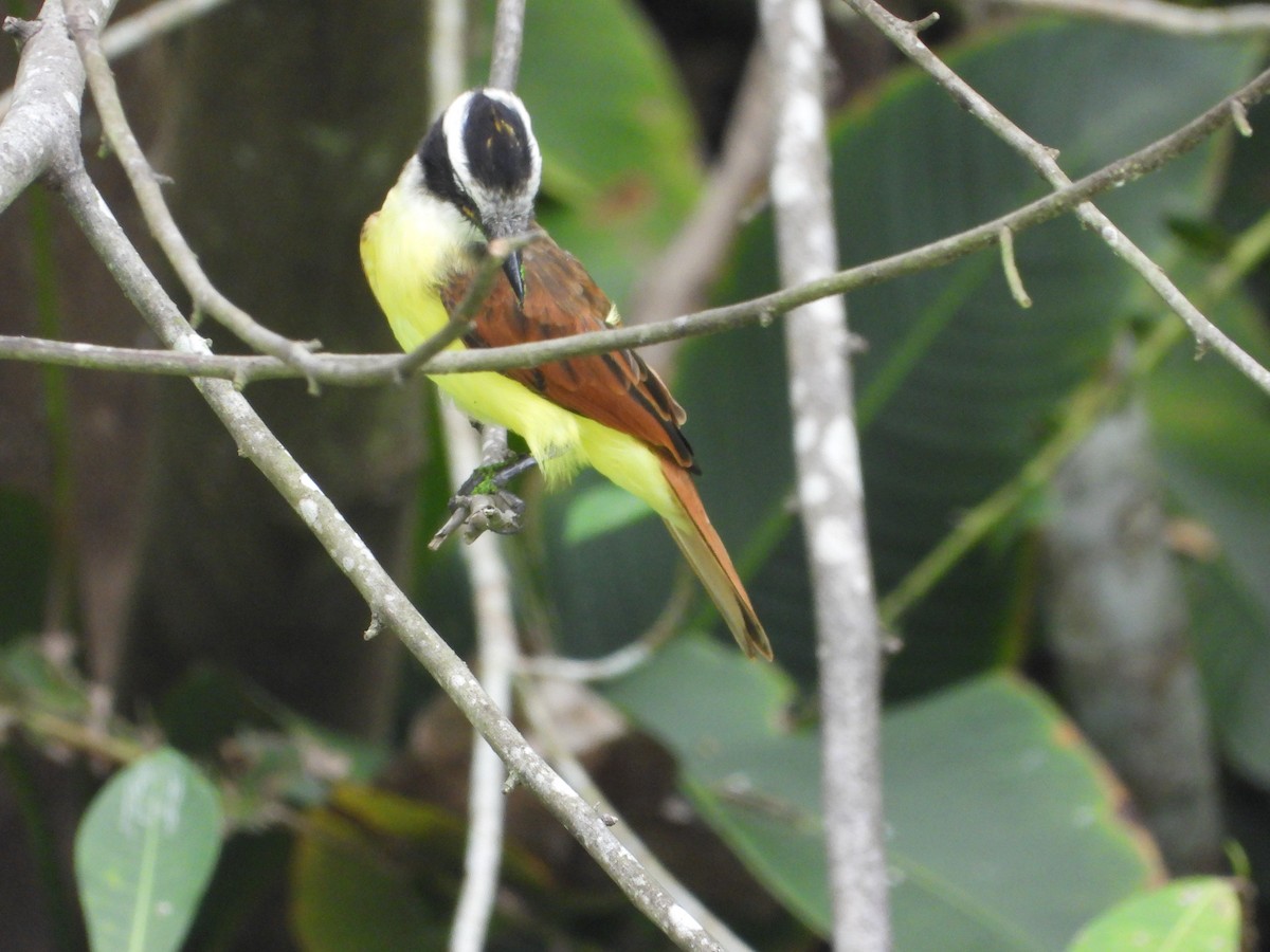 Great Kiskadee - ML642346488