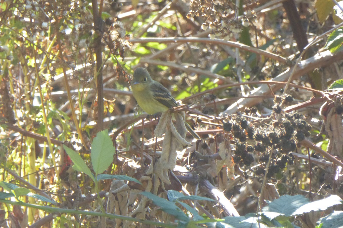 Western Flycatcher - ML642346497