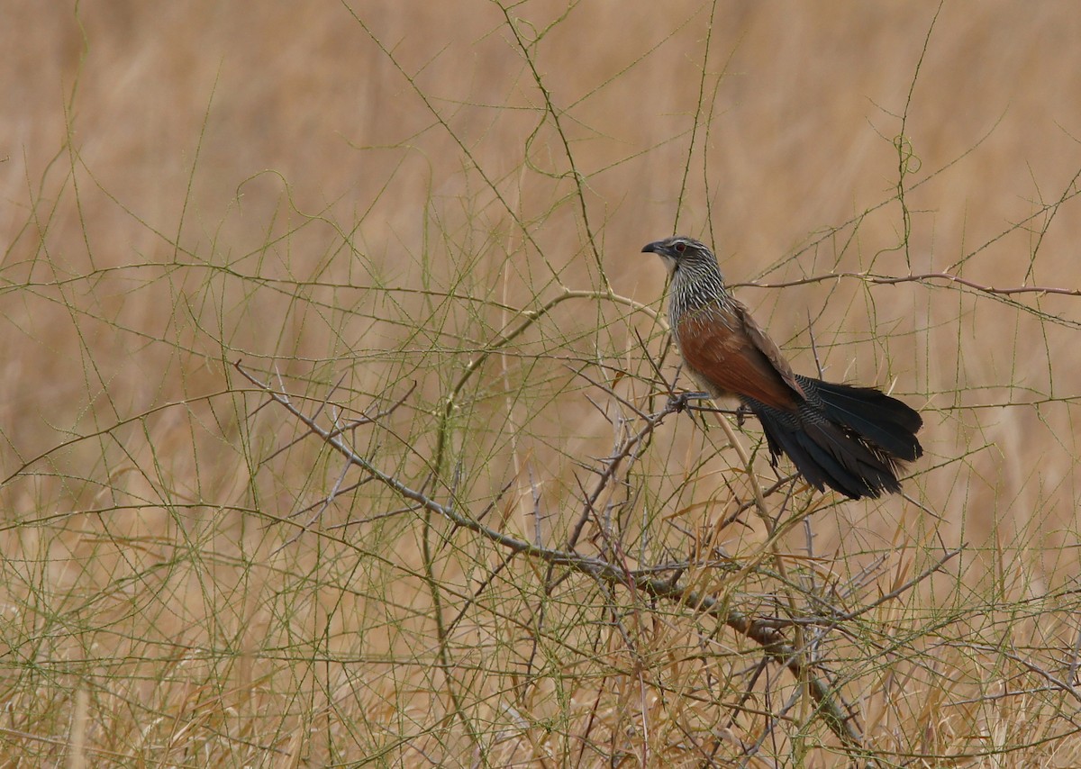 White-browed Coucal - ML642346508