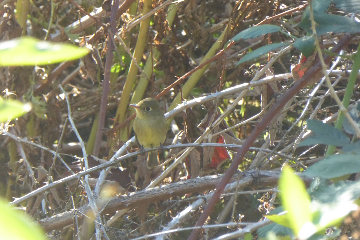 Western Flycatcher - ML642346510