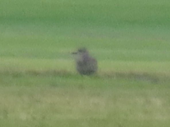 American Golden-Plover - ML642346514