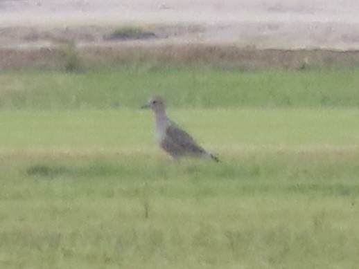 American Golden-Plover - ML642346516