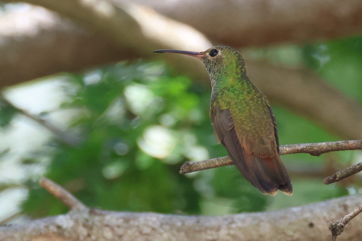 Buff-bellied Hummingbird (Northern) - ML642346530