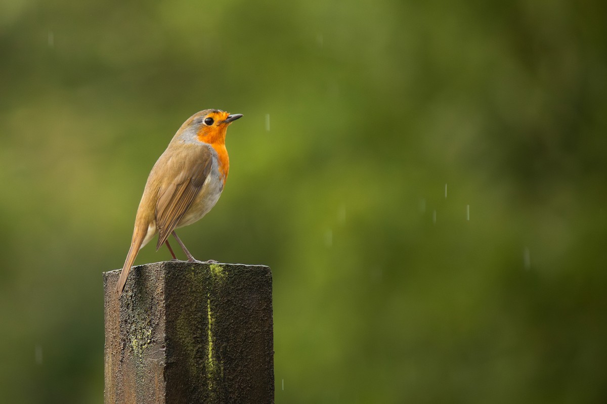 European Robin - ML642346532
