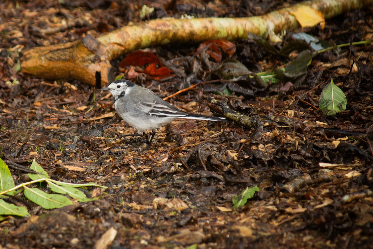 White Wagtail - ML642346539