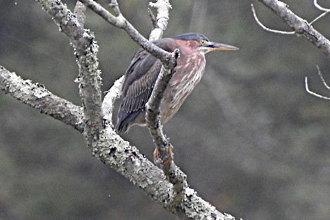 Green Heron - ML642346550