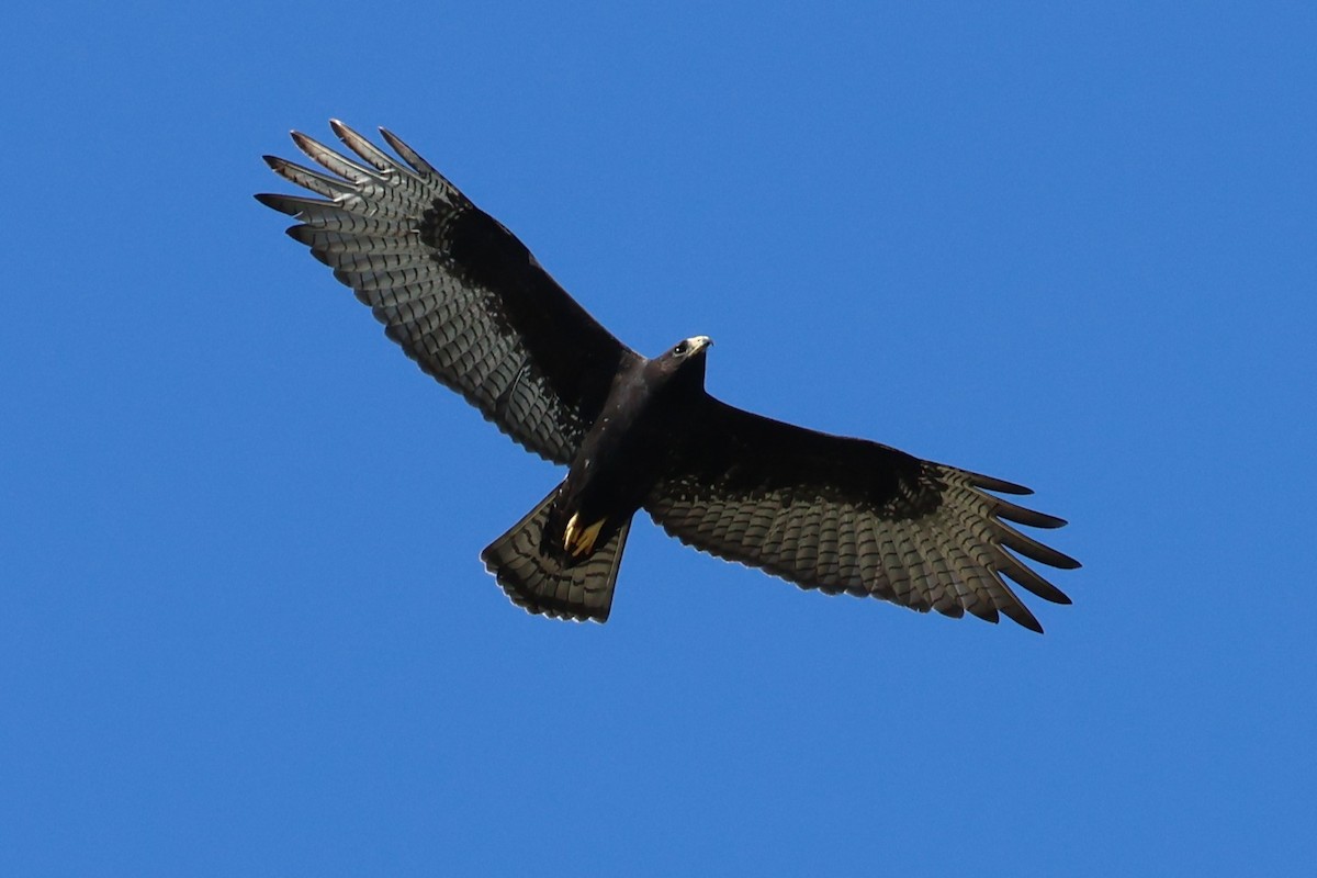 Zone-tailed Hawk - ML642346551