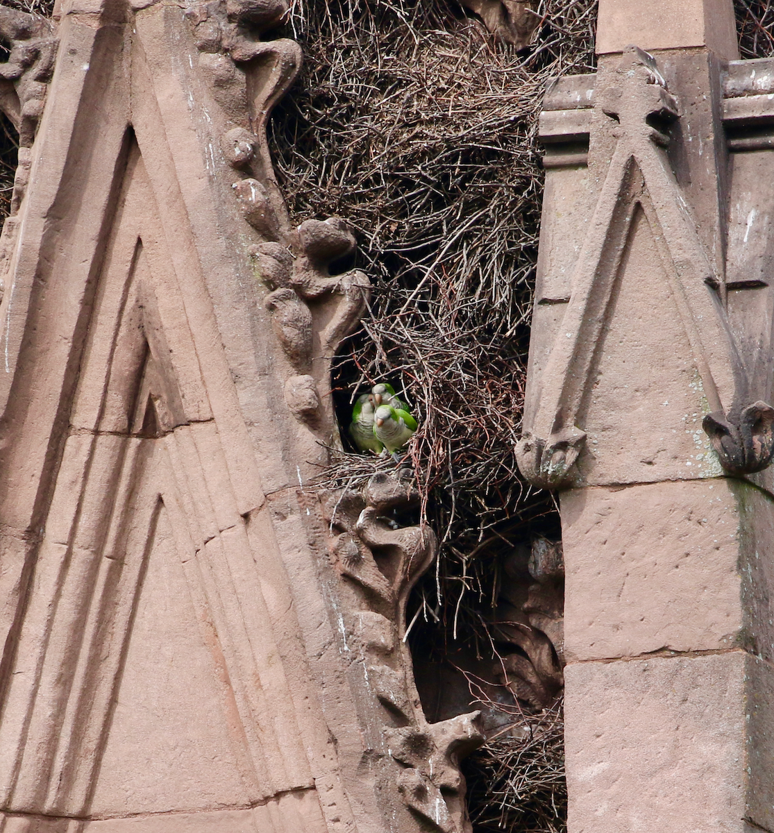 Monk Parakeet - ML642346553