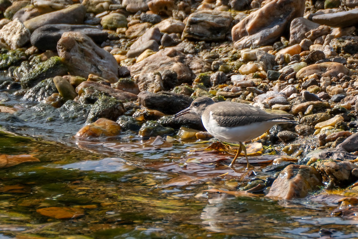 flekksnipe - ML642346572