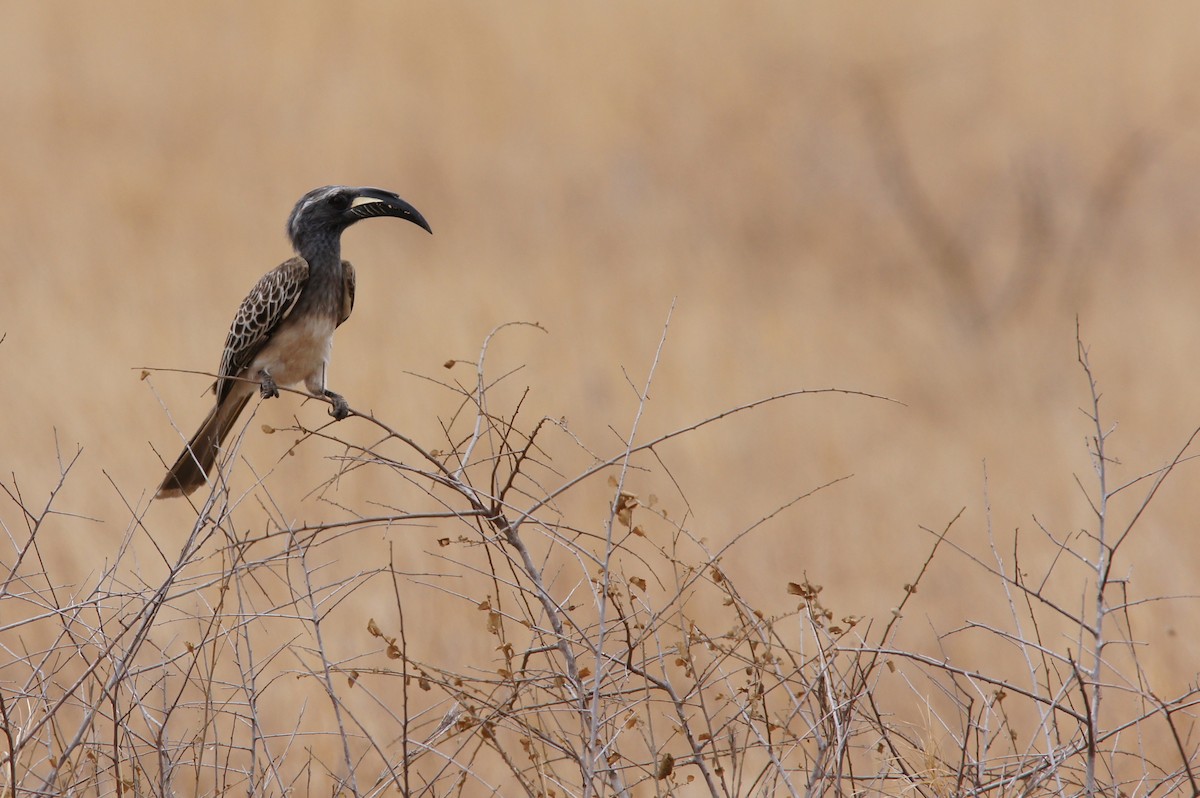 African Gray Hornbill - ML642346596