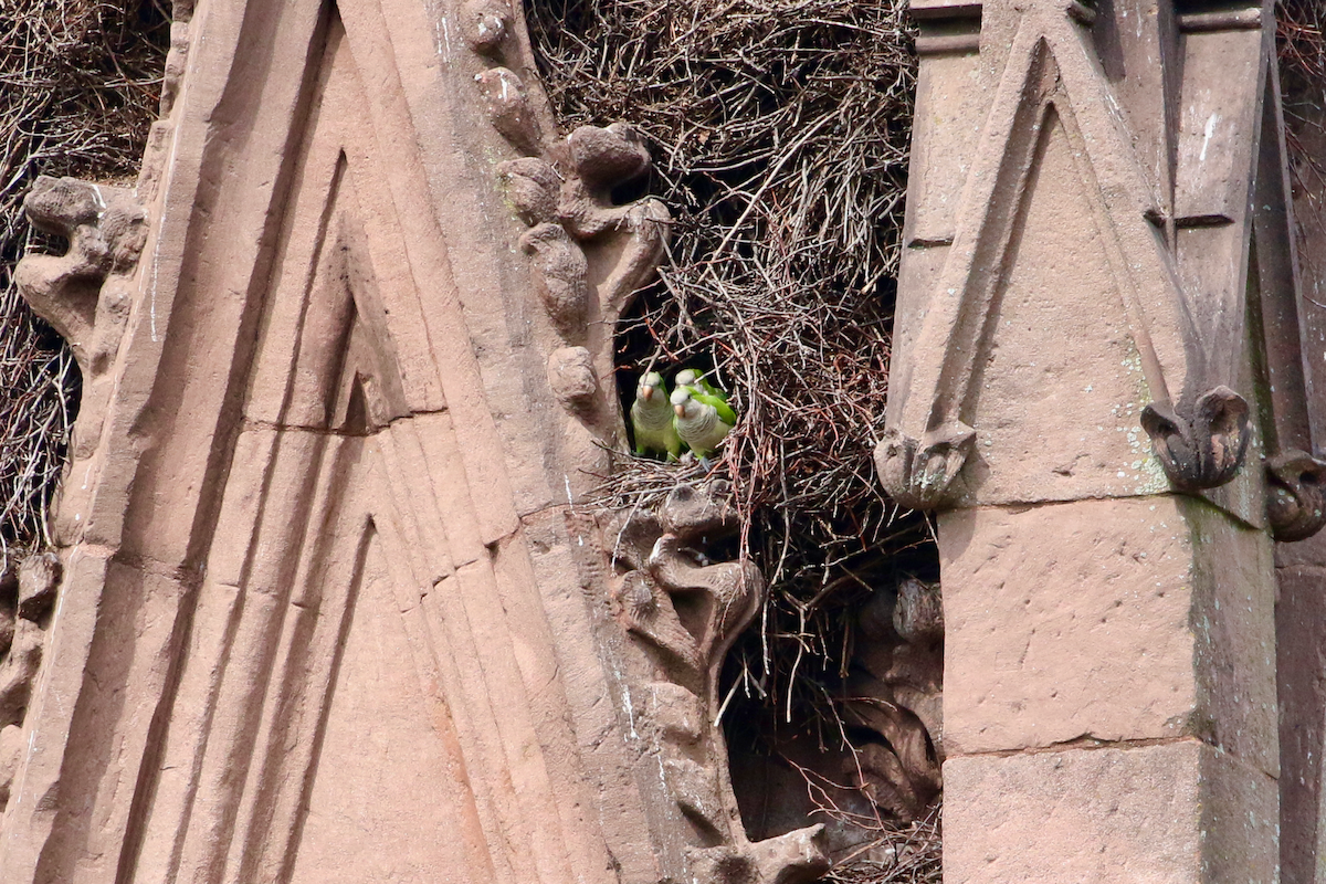 Monk Parakeet - ML642346598