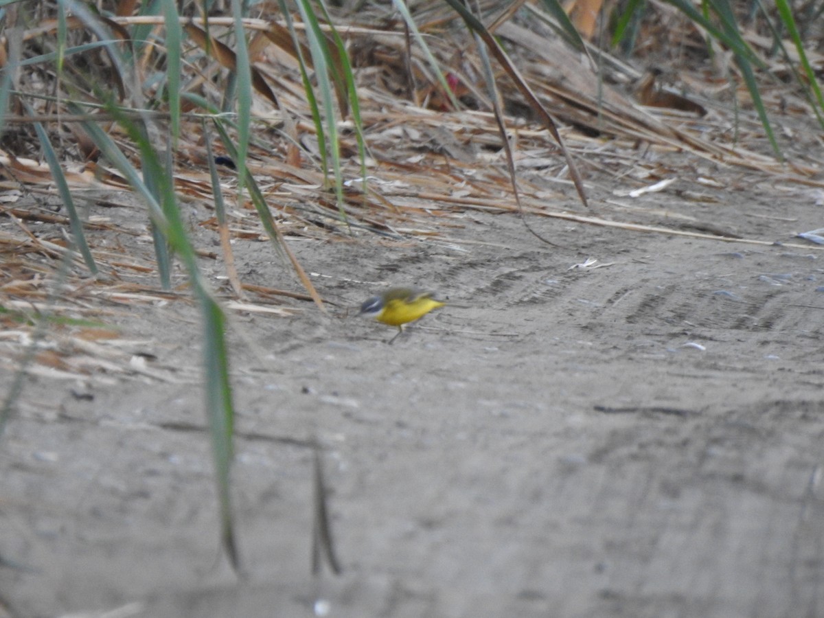 Western Yellow Wagtail - ML642346599