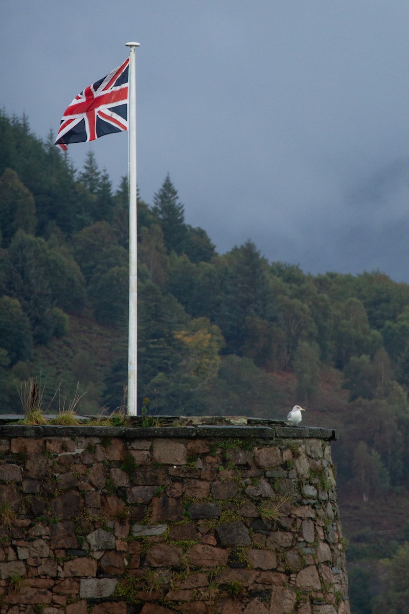 European Herring Gull - ML642346605
