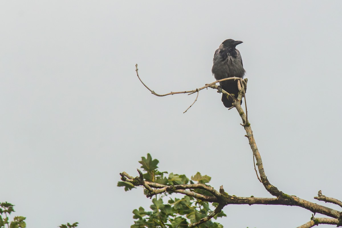 Hooded Crow - ML642346612