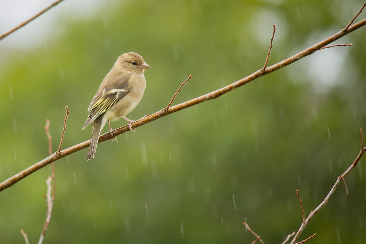 Common Chaffinch - ML642346632