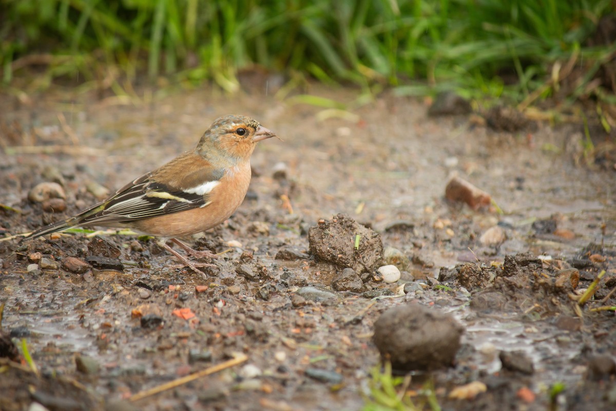 Common Chaffinch - ML642346633
