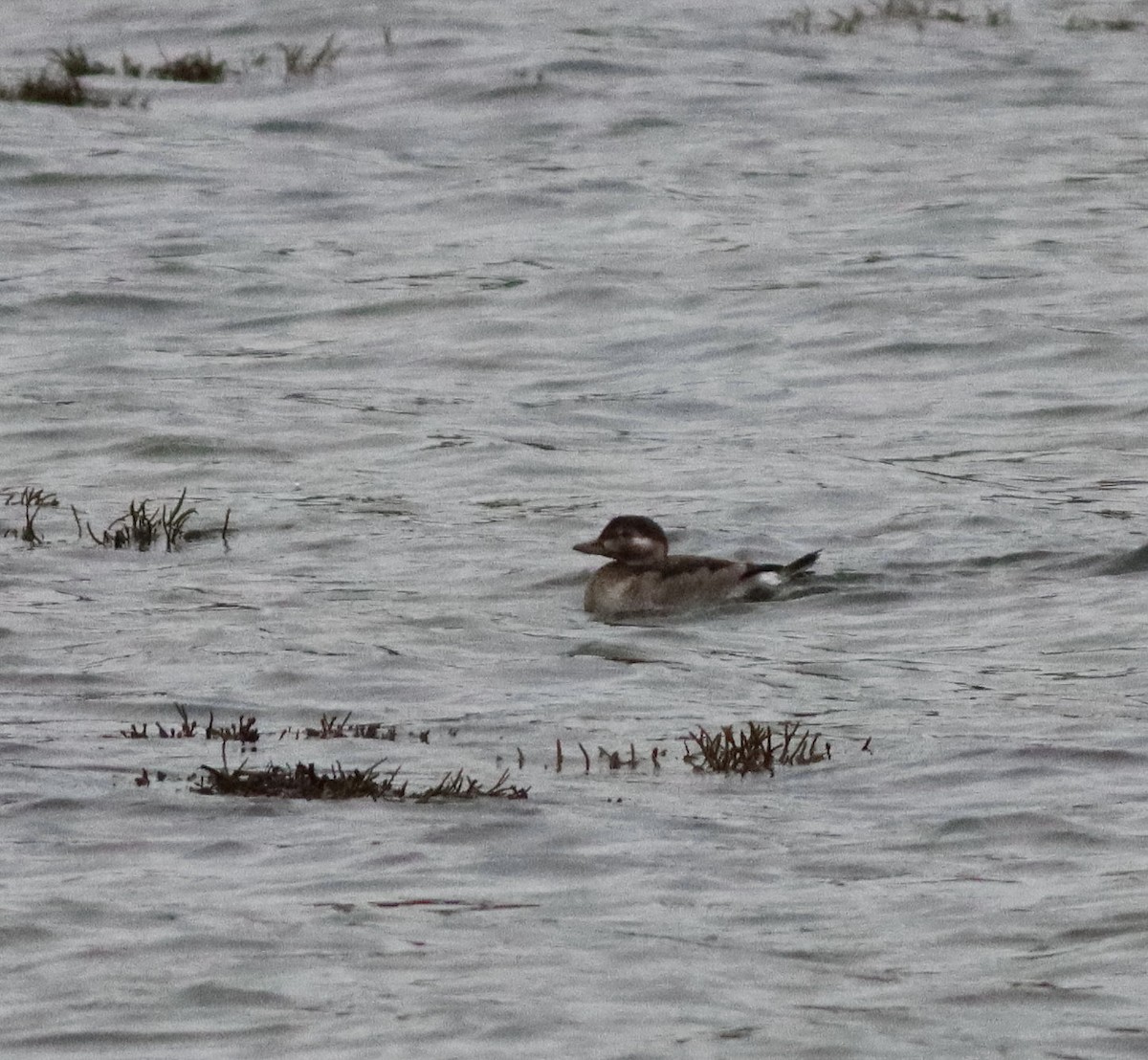 Long-tailed Duck - ML642346691