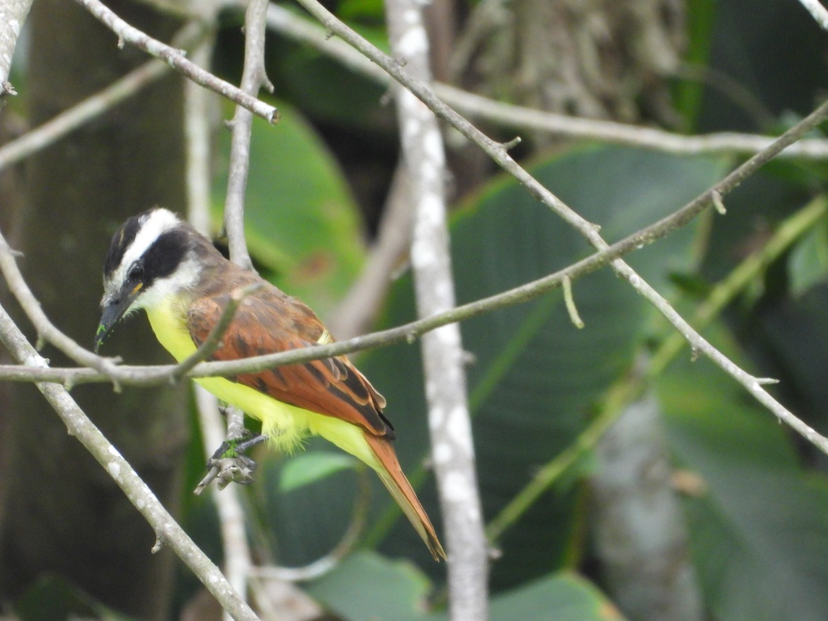 Great Kiskadee - ML642346703
