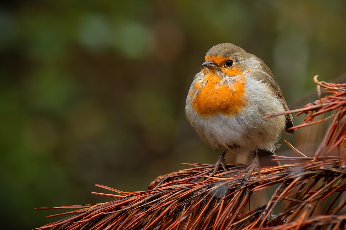European Robin - ML642346734
