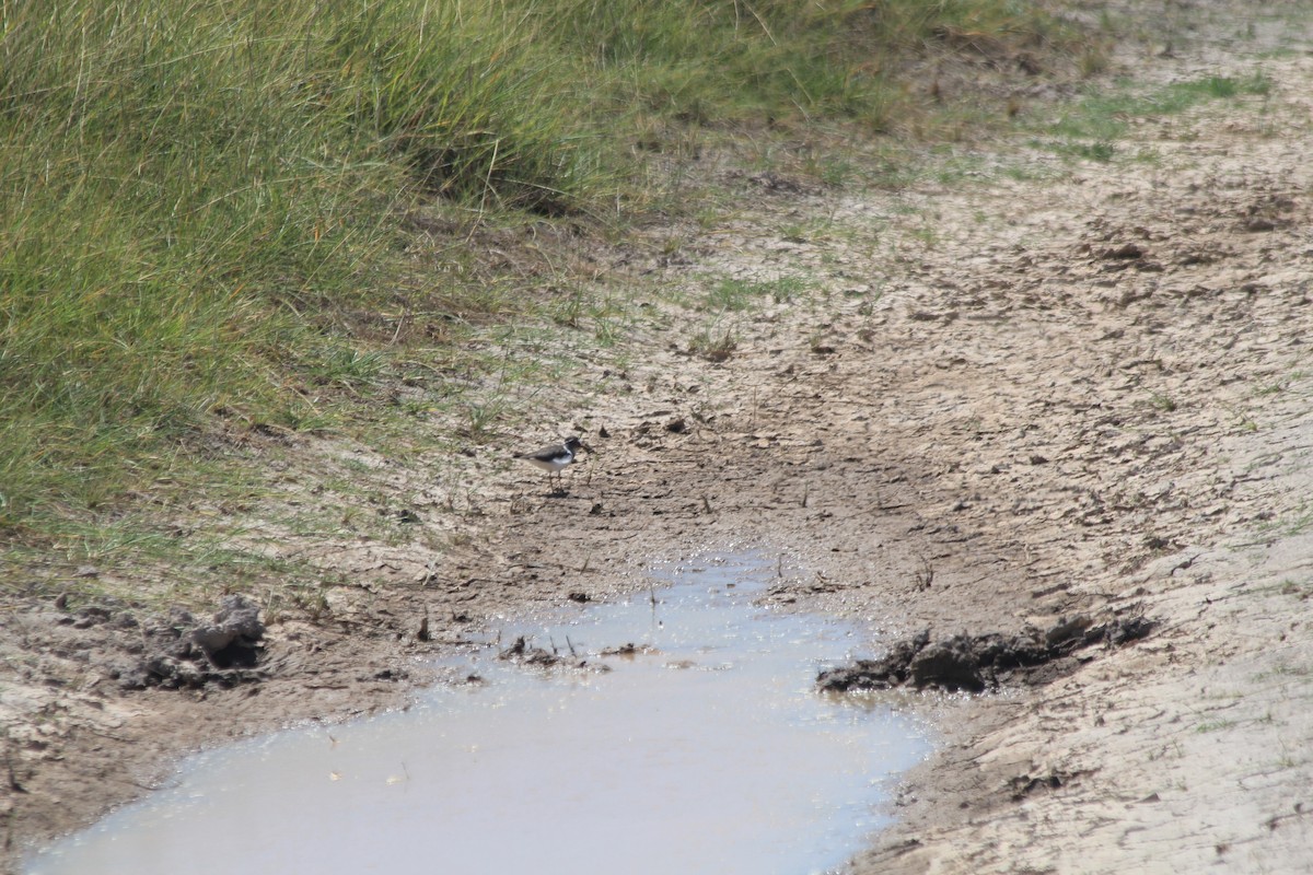 Three-banded Plover - ML642346744