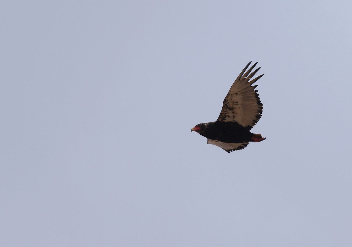 Bateleur - ML642346745