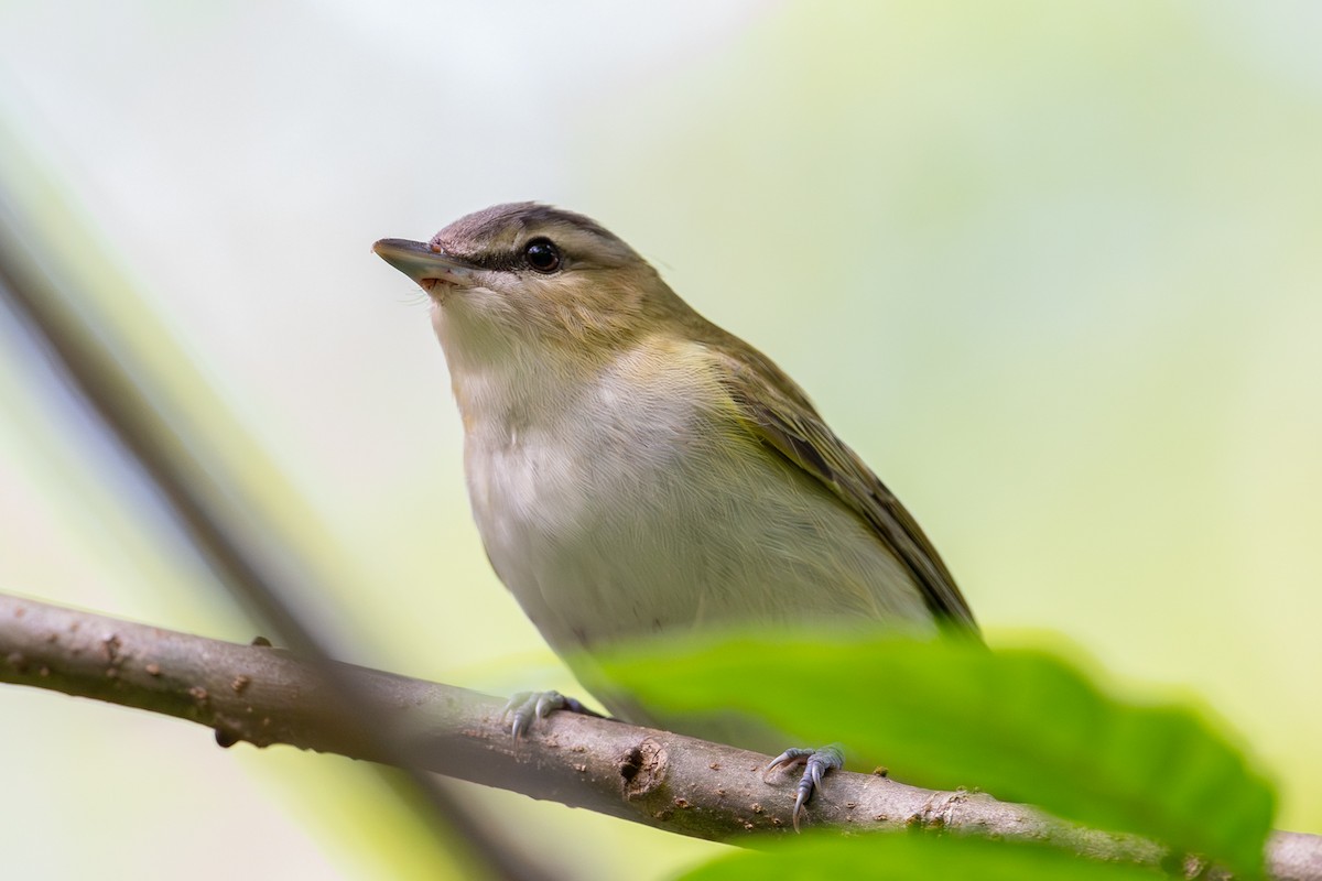 Kızıl Gözlü Vireo - ML642346759