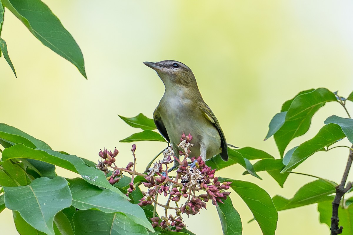Kızıl Gözlü Vireo - ML642346760