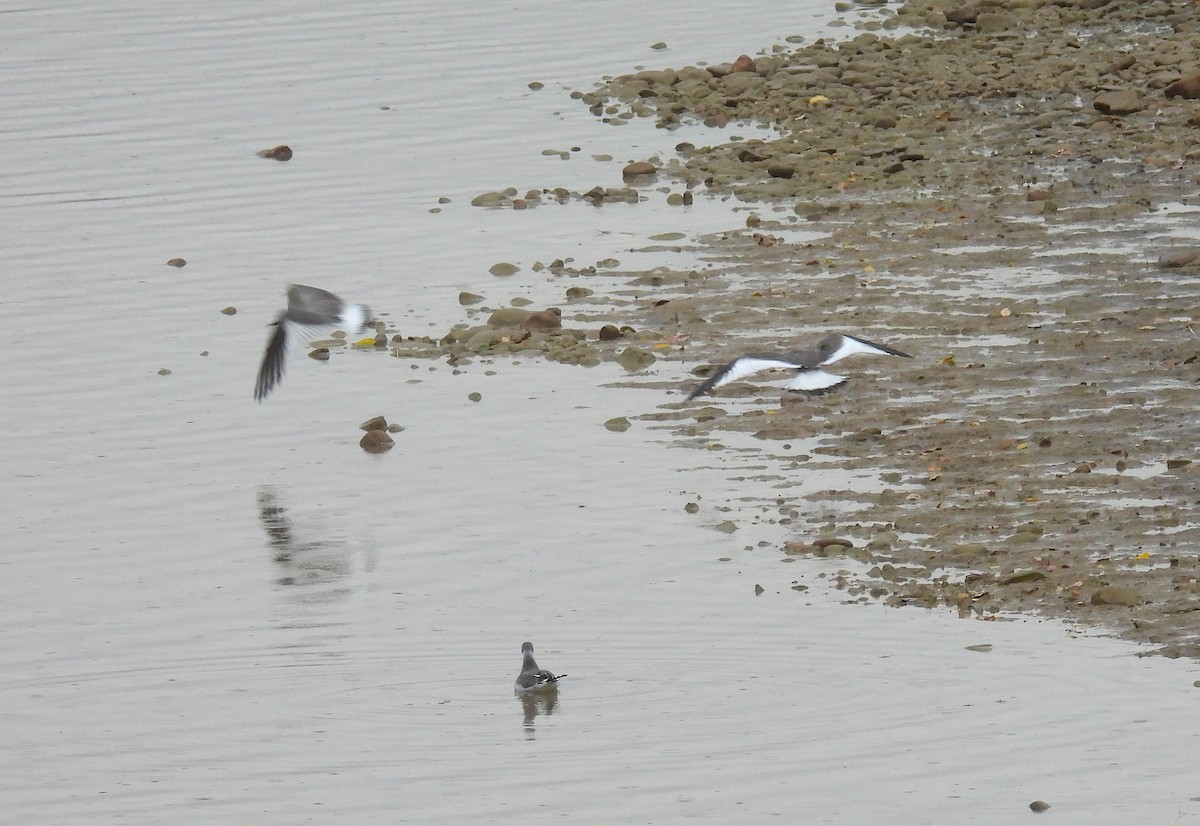 Sabine's Gull - ML642346784